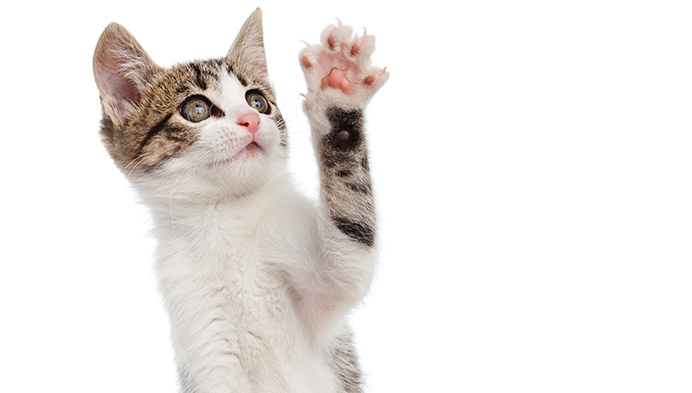 kitten scratching » Vetsavers Pet Hospital
