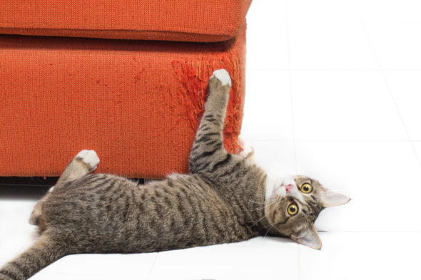 Your Cat Not To Scratch The Furniture, What Keeps Cats Off Your Furniture