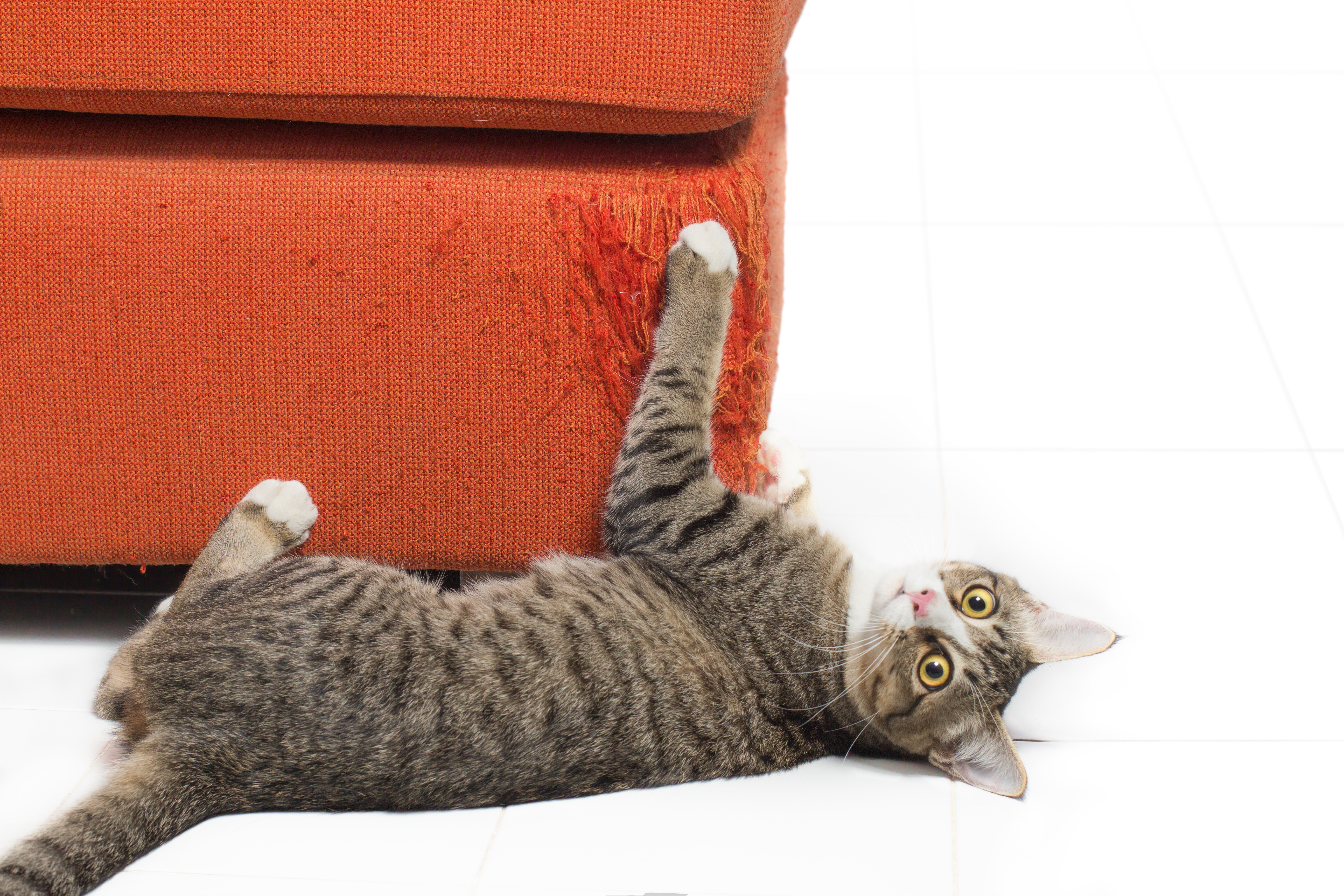 Teach Your Cat Not to Scratch the Furniture | Vetsavers Peth Hospital®