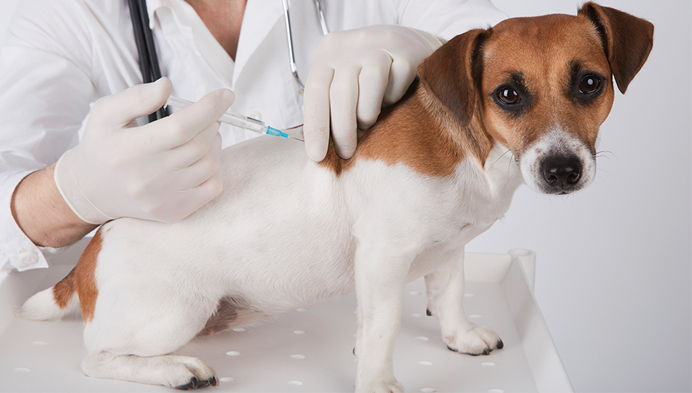 dog vaccinations