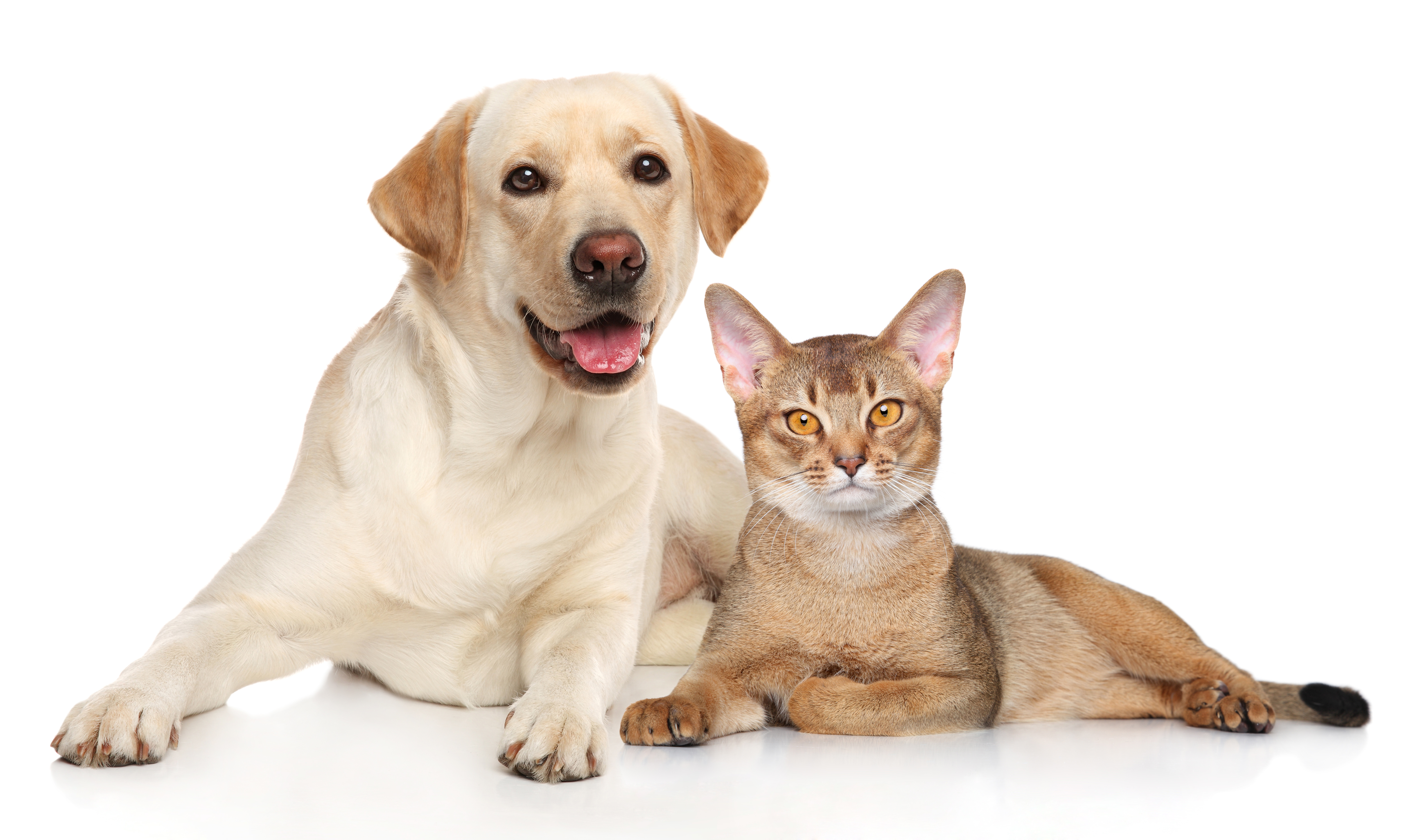 Tapeworms in Dogs and Cats