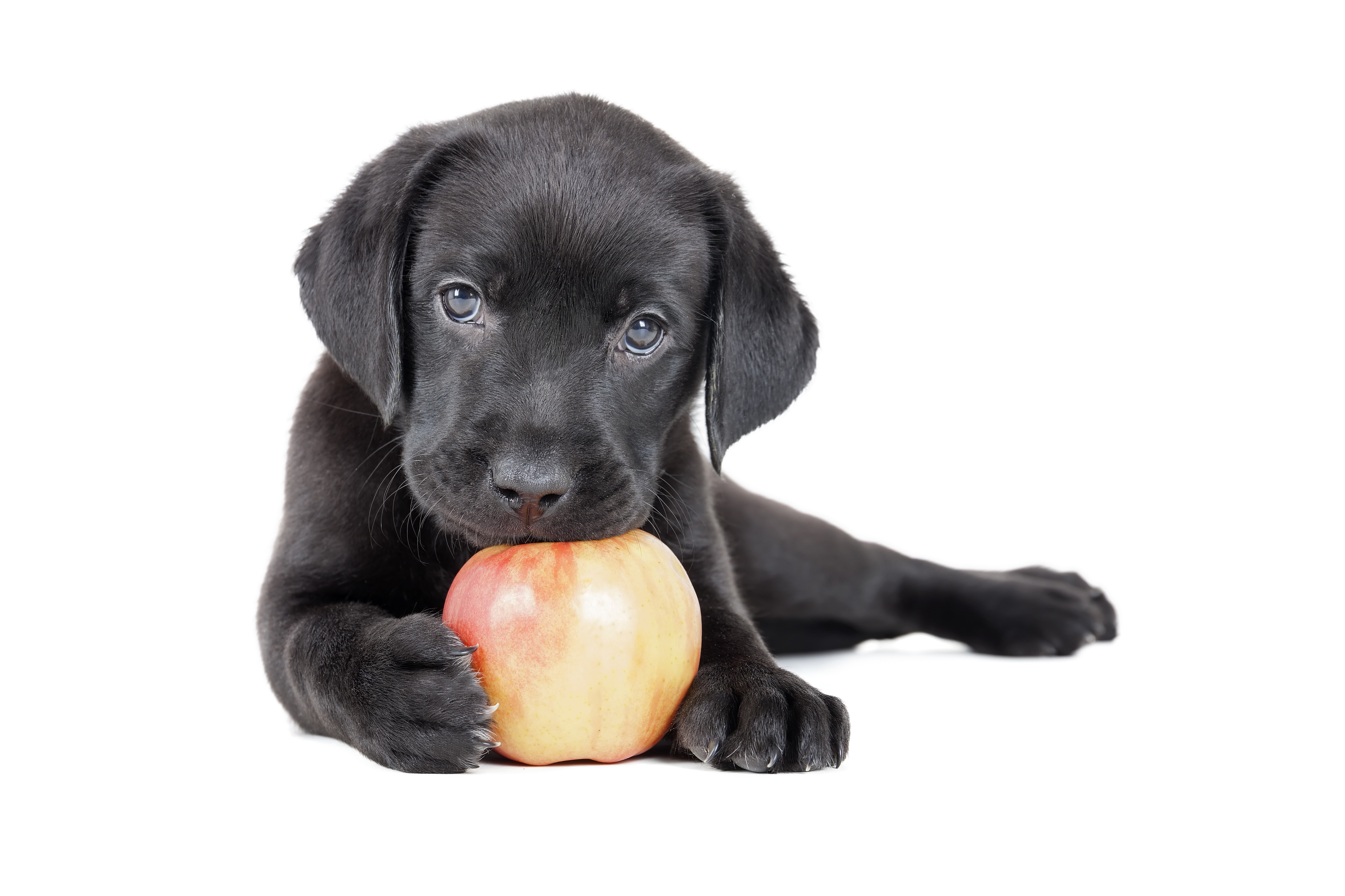 Dog Eating Apple with Xylitol