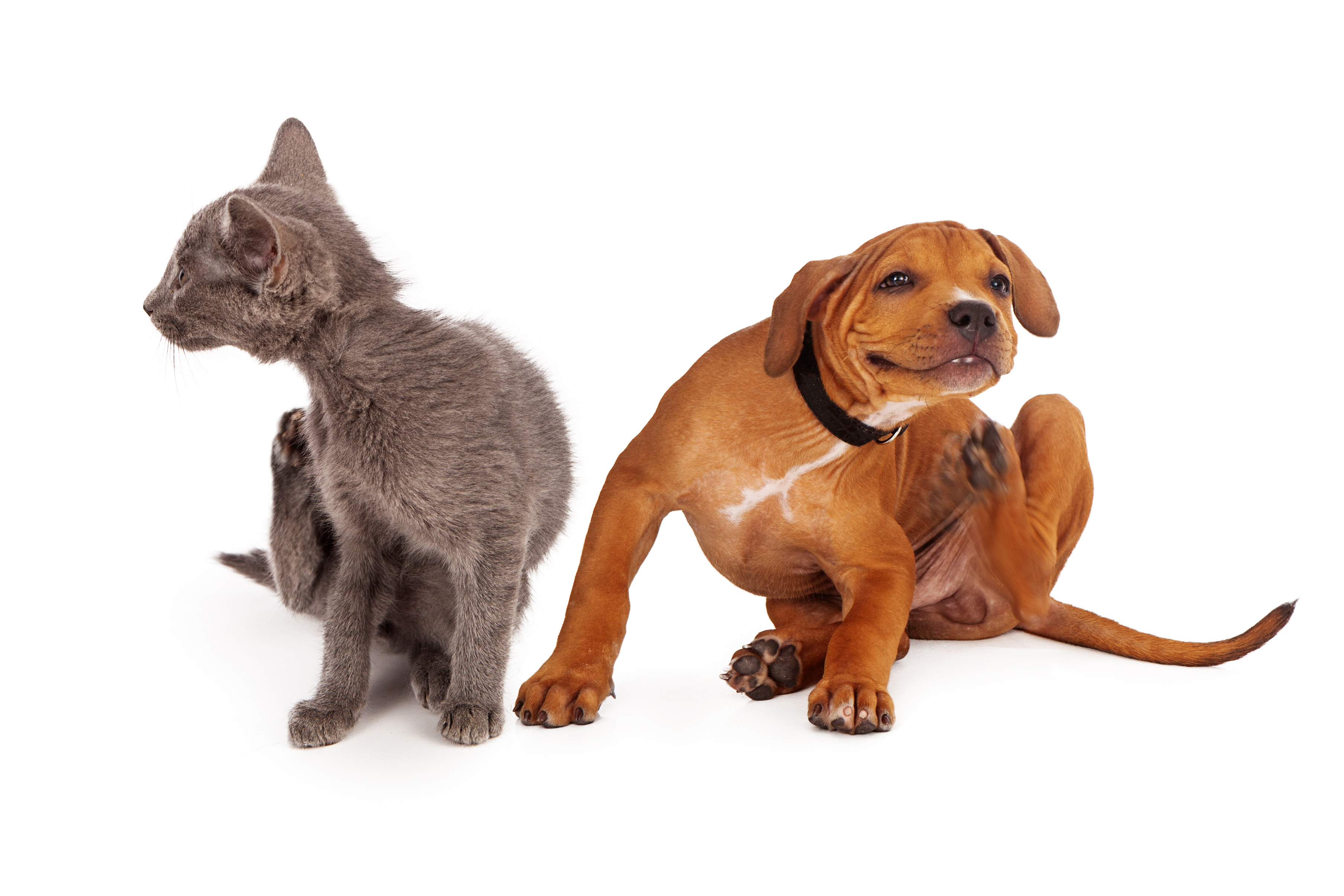 Keep Pets on Flea and Tick Medication