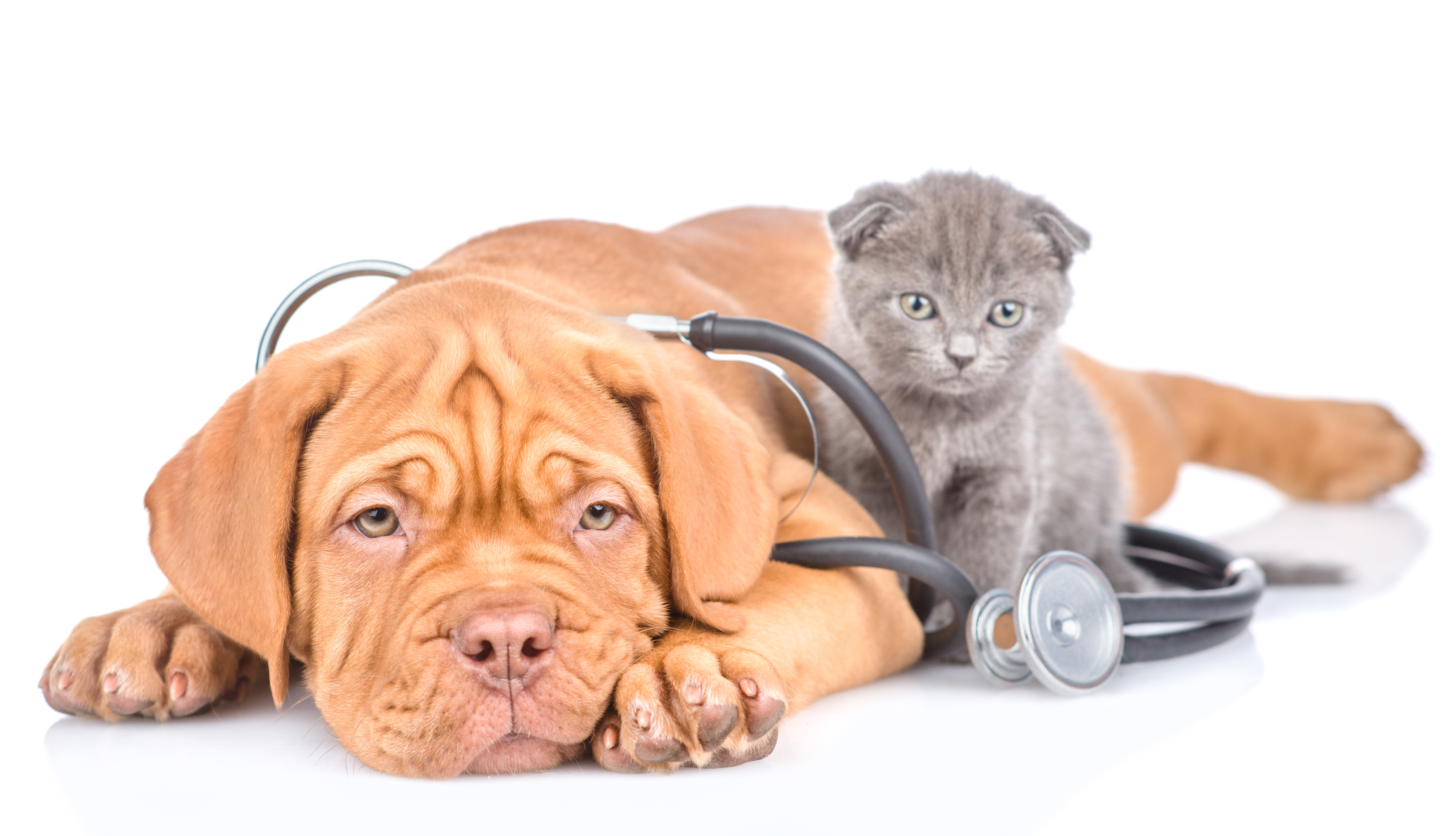 Dogs and Cats Get Heart Disease
