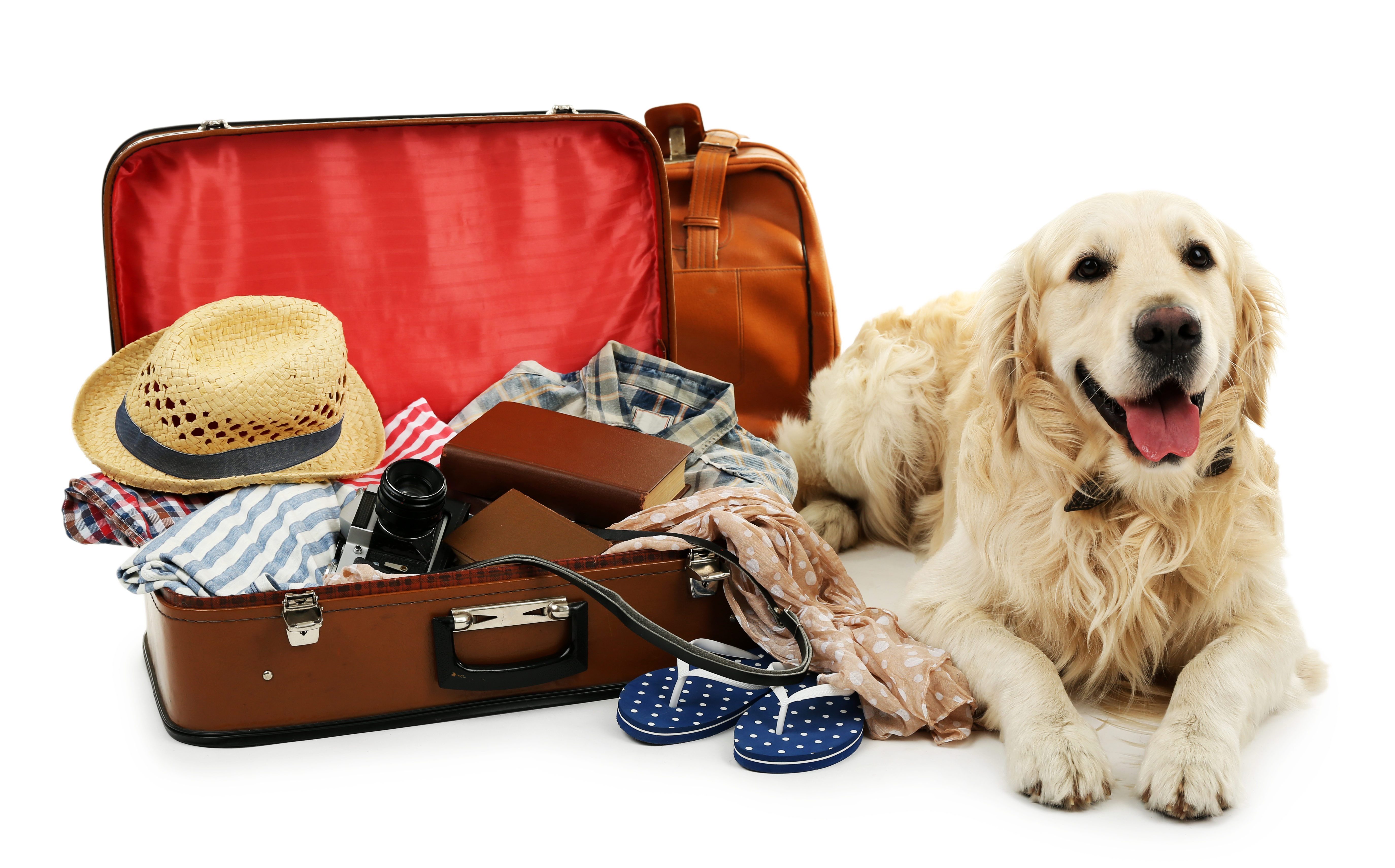 Pet travel. Сумка с лабрадором. Лабрадор спасатель ретро с чемоданчиком. Travelling Dog.