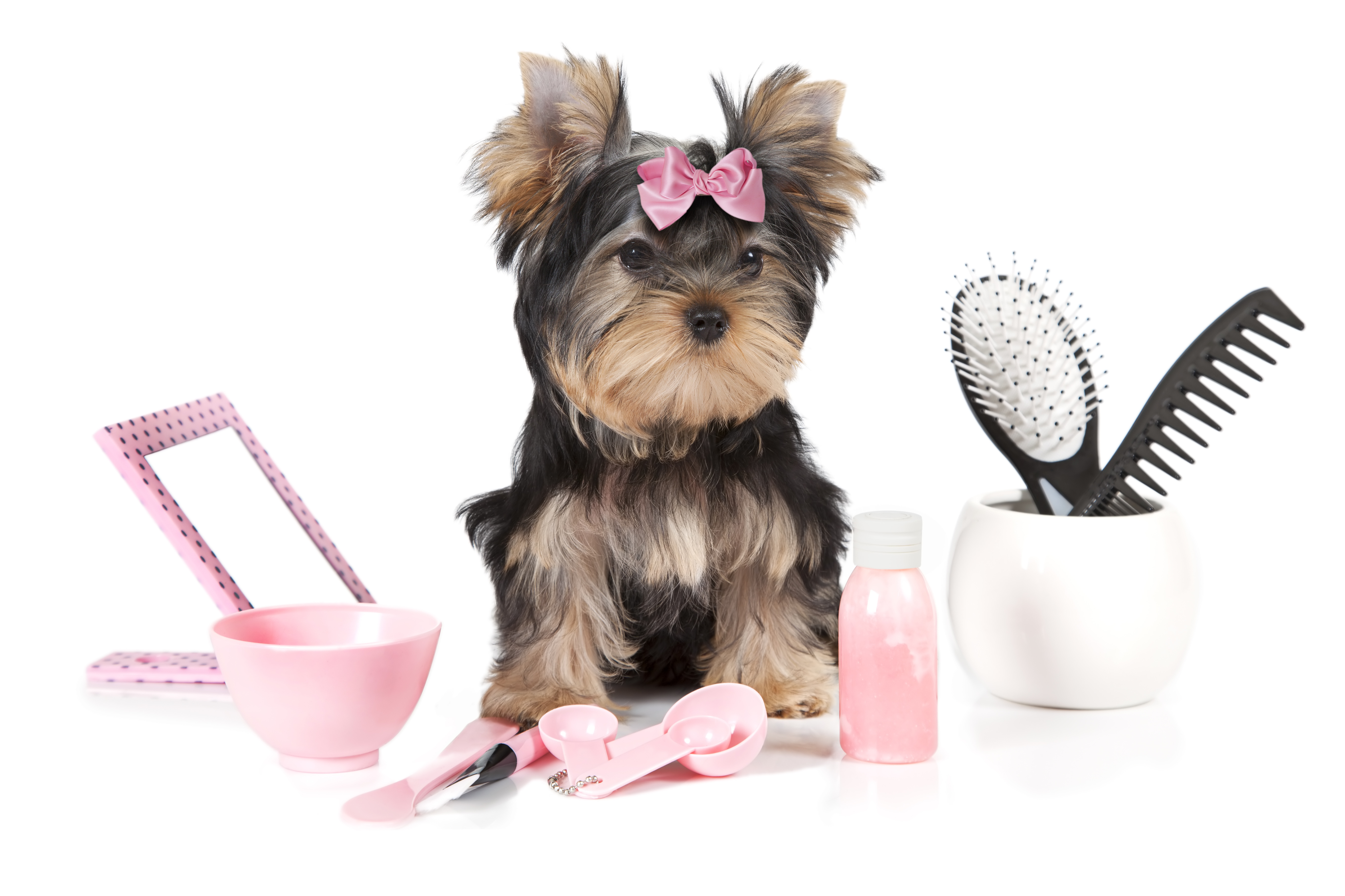 Cosmetic Surgery for Pets