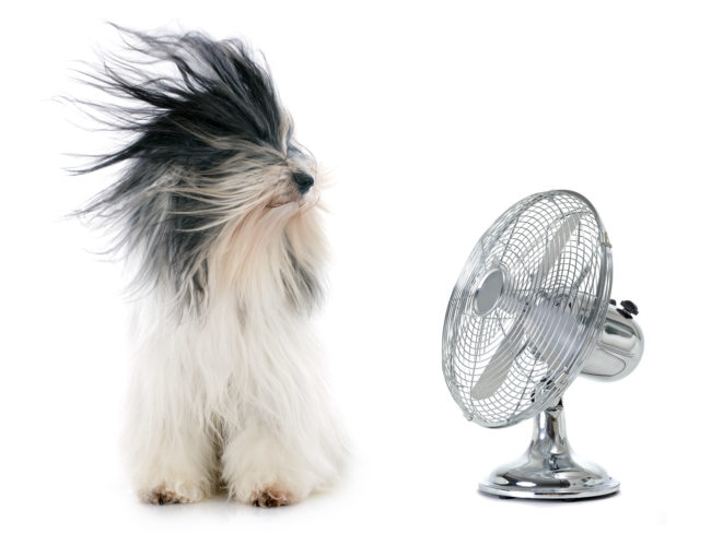 Heat Stroke in Pets