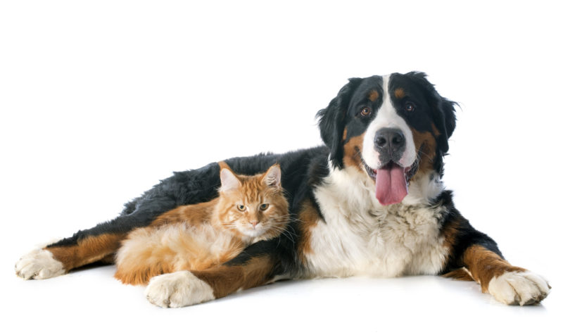 Heartworm Treatment for Dogs and Cats