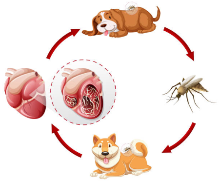 is heartworm treatment painful for the dog