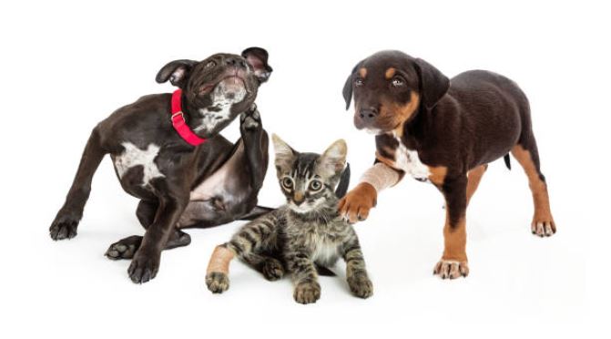 flea prevention for dogs and cats