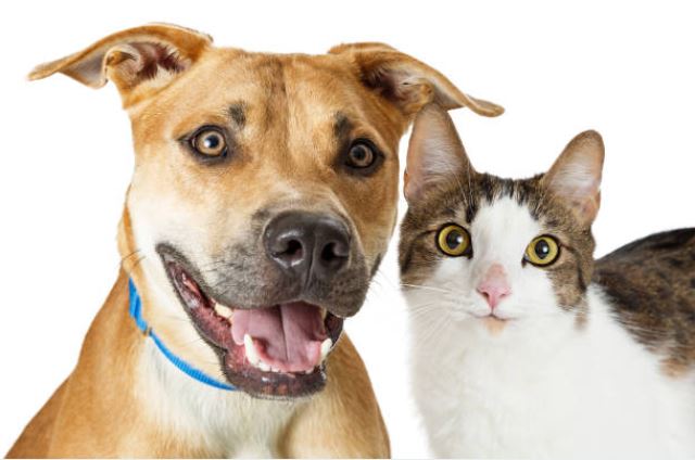 Heartworm testing for dogs and cats