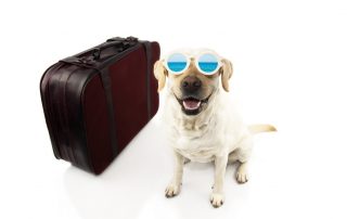 Travel With Pet During COVID