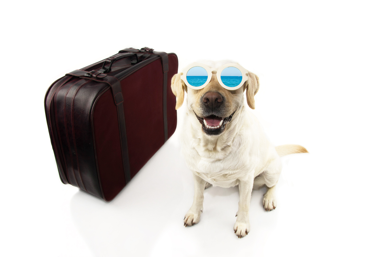 cdc travel with pets