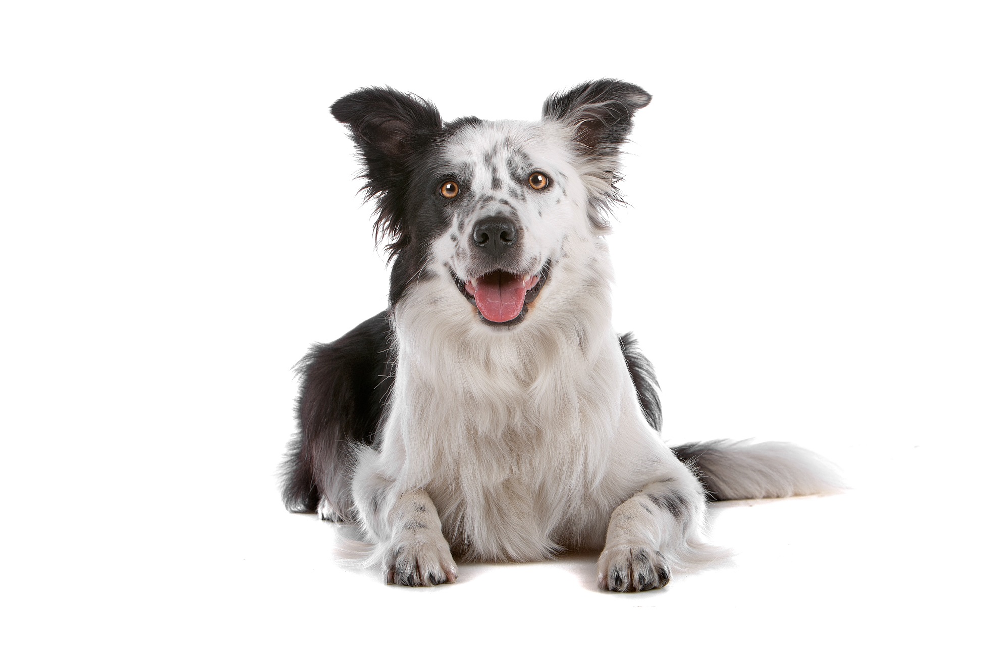 DNA Testing Your Pet | Vetsavers® Pet Hospital