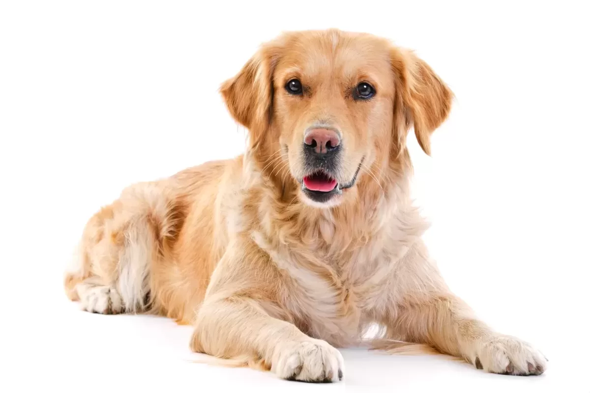 Respiratory Illness Affecting Dogs